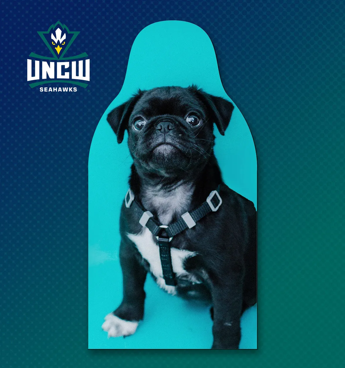 UNCW Basketball Fan Experiences